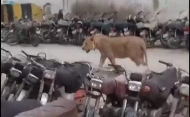 Πακιστάν: Λιοντάρι δραπέτευσε και περπατούσε σε πολυσύχναστους δρόμους στο Καράτσι (video)