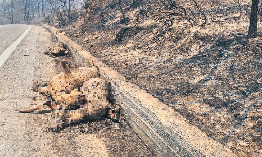 Τα πραγματικά θύματα της τραγωδίας στη Ρόδο