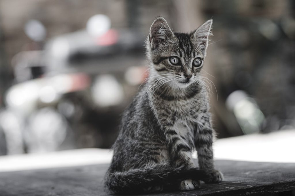 Κτηνωδία στη Λέσβο: Άνδρας έλουσε γατάκι με οινόπνευμα, το έβαλε σε σακούλα και το πέταξε στα σκουπίδια