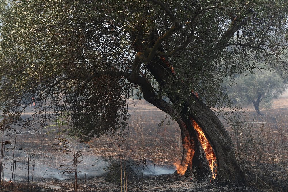 Πυρόπληκτοι Εβρου: Τι ισχύει με τη δήλωση, καταγραφή και επιχορήγηση επιχειρήσεων και αγροτικών εκμεταλλεύσεων