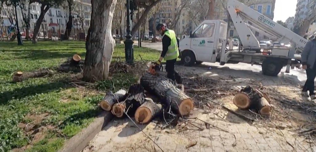 Θεσσαλονίκη: 694 κομμένα δέντρα και καταστροφικό κλάδεμα
