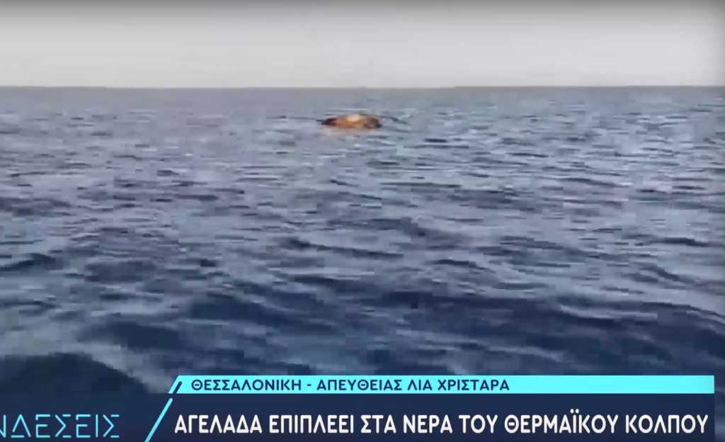 Θεσσαλονίκη: Ψαράδες εντόπισαν νεκρή αγελάδα στα νερά του Θερμαϊκού (Video)