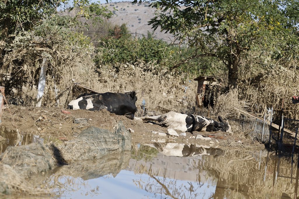 Πλημμύρες: Τα νεκρά ζώα απειλούν ολόκληρη τη Θεσσαλία – Σκληρές εικόνες