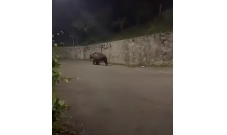 Νυχτερινός… περίπατος για αρκούδα σε ορεινό χωριό στα Ιωάννινα (Video)