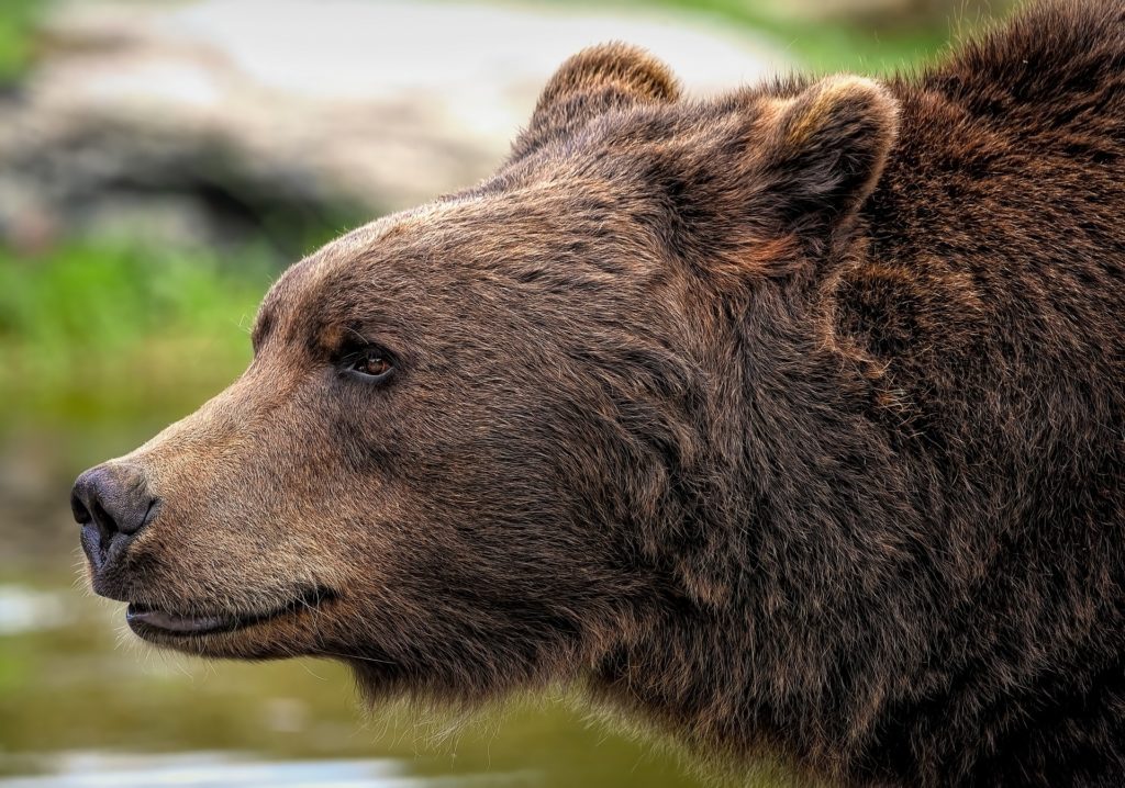 Οργή στην Ιταλία: Πυροβόλησαν και σκότωσαν μια μητέρα αρκούδα αφήνοντας μόνα τους τα δύο μικρά της