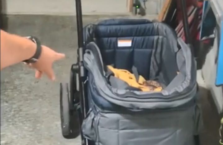 Σοκαριστικό βίντεο: Δηλητηριώδες φίδι μπήκε σε καρότσι μωρού στο Τενεσί (Video)