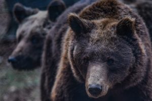 Φλώρινα: Λαθροκυνηγός σκότωσε αρκουδάκι
