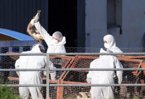 Η Γαλλία εμβολιάζει τις πάπιες κατά της γρίπης των πτηνών