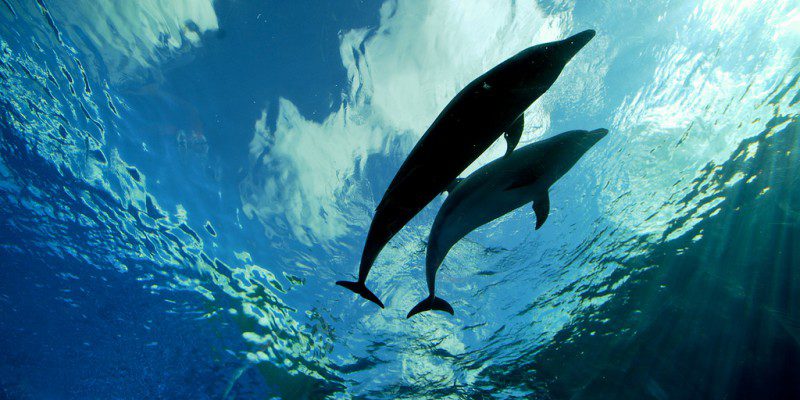 Παγκοσμίως Μοναδικά Δελφίνια στον Κορινθιακό – Εκπληκτικές υποβρύχιες εικόνες (Video)