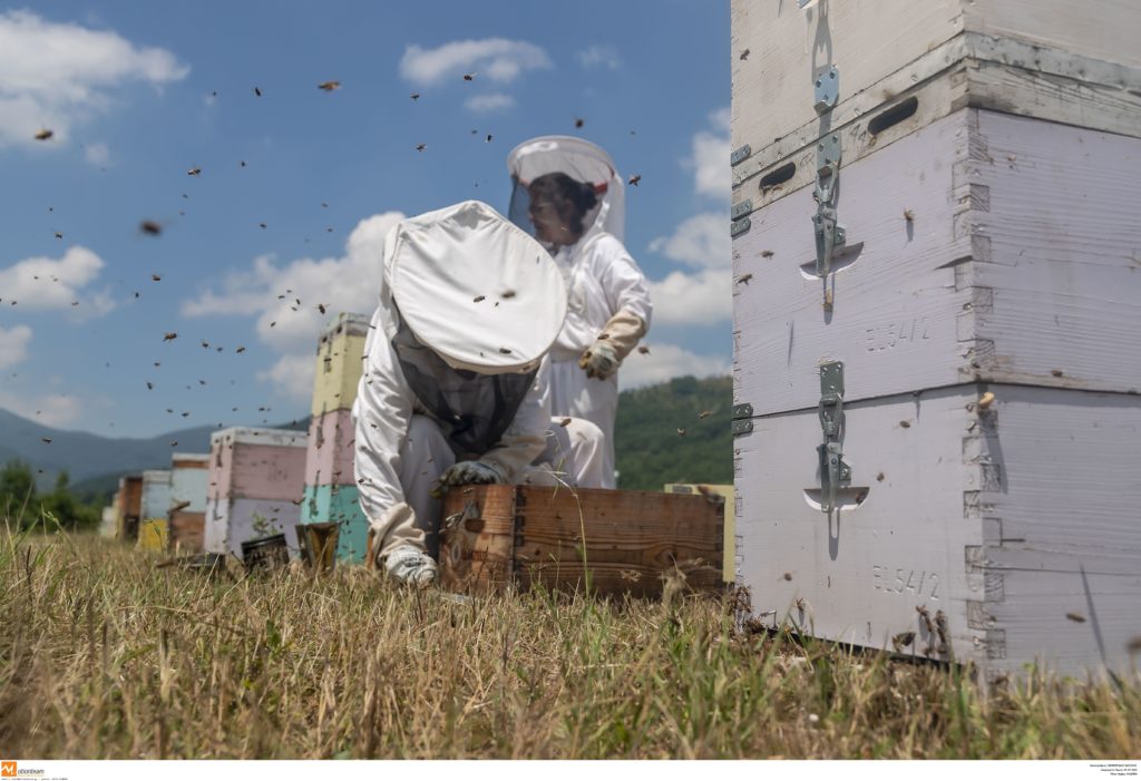 «Πογκρόμ» δασαρχείων κατά μελισσοκόμων