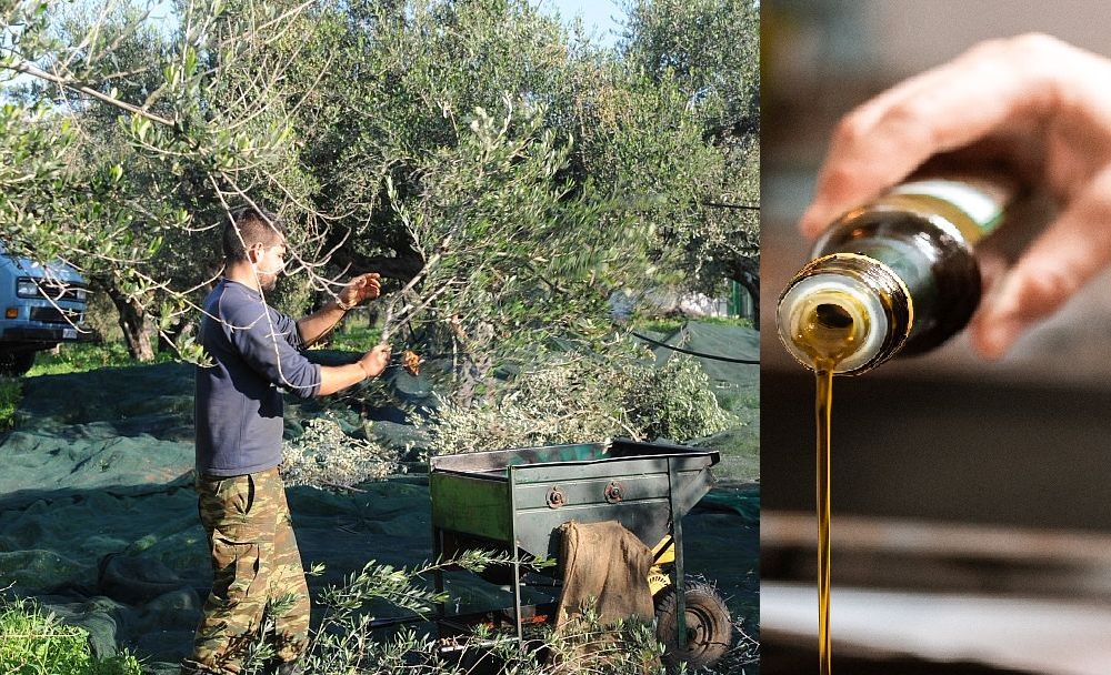 Ελαιόλαδο: Πώς ξεχωρίζει το νοθευμένο – Ελαιοπαραγωγός εξηγεί (Video)