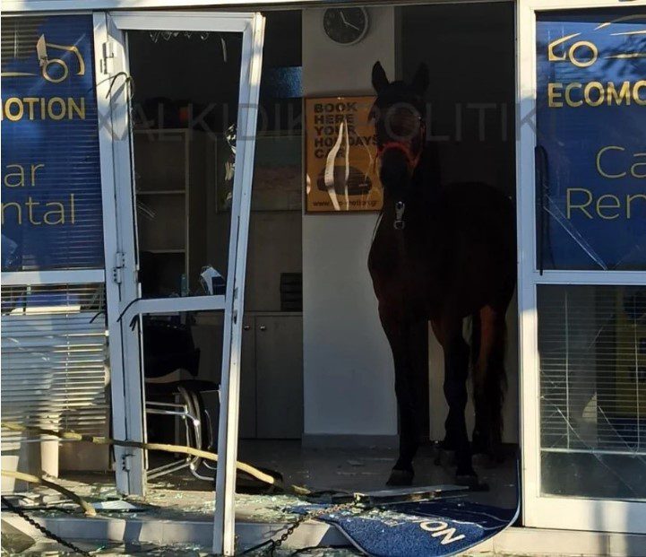 Χαλκιδική: Άλογο «εισέβαλε» σε μαγαζί και τα έκανε… γυαλιά καρφιά (Photos)