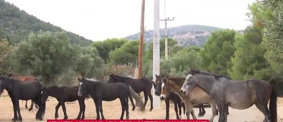 Υμηττός: Κραυγή αγωνίας για 95 εγκαταλελειμμένα άλογα