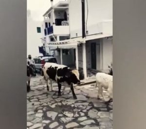 Μύκονος: Οδηγοί κινδυνεύουν καθημερινά από&#8230; αγελάδες που κυκλοφορούν ελεύθερες στο νησί (Video)