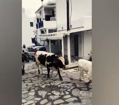 Μύκονος: Οδηγοί κινδυνεύουν καθημερινά από… αγελάδες που κυκλοφορούν ελεύθερες στο νησί (Video)