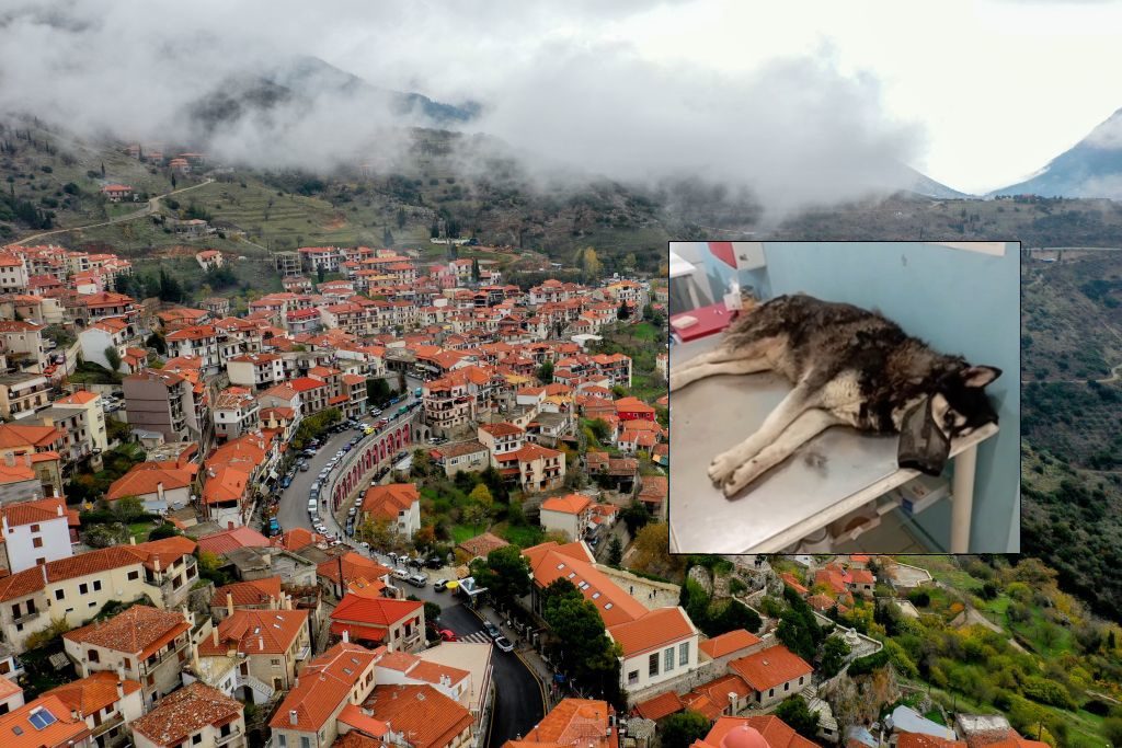 Αράχωβα: Οργή για τον βασανισμό του χάσκι – Κοντά στη σύλληψη του δράστη οι αρχές