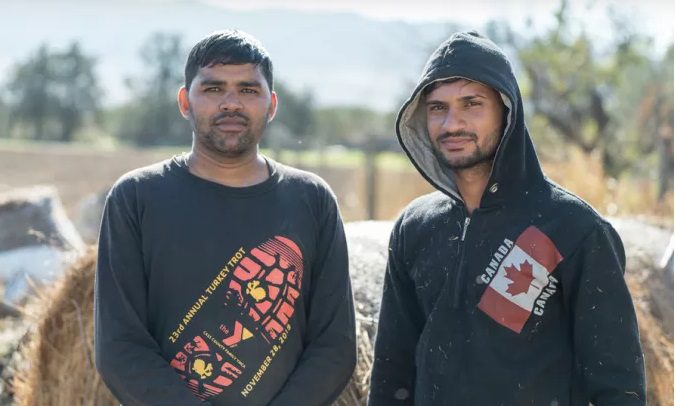Χαλκιδική: Ινδοί έγιναν κτηνοτρόφοι σε μονάδα της περιοχής – Η ιστορία του Shiv και του Shorab