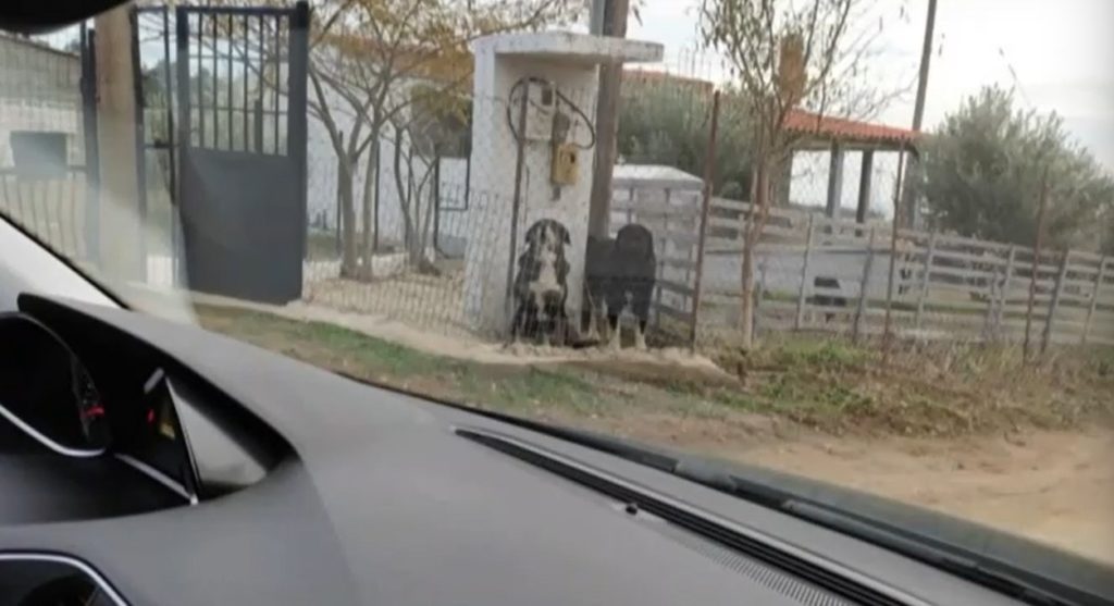 Θεσσαλονίκη: Στον ανακριτή ο 37χρονος κηδεμόνας των σκύλων που κατασπάραξαν την 50χρονη