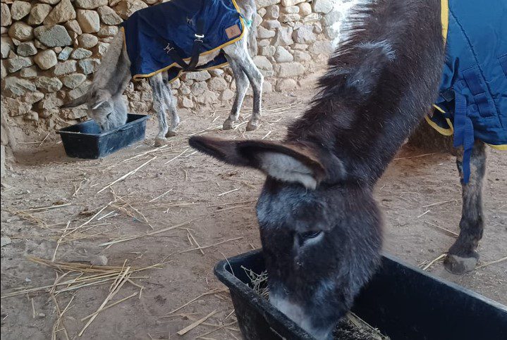 Η συγκινητική ιστορία της Μαρούκας και του Άρη: Τα δύο αχώριστα γαϊδουράκια από τη Λέσβο (Photos)