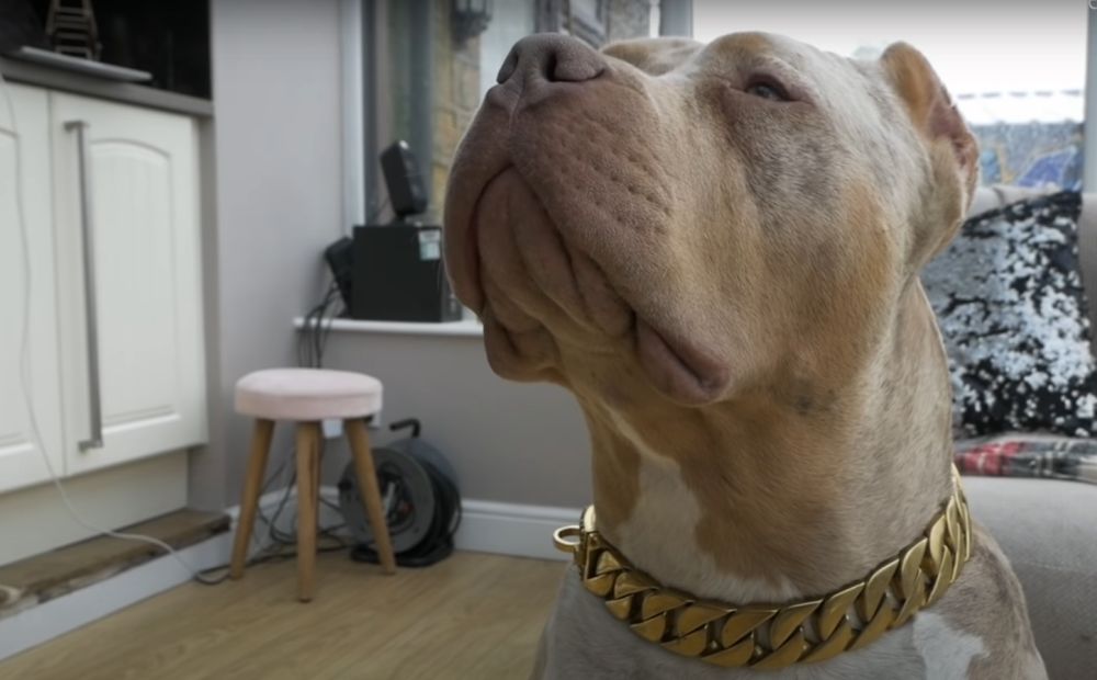 American bully XL: Μετά τη Βρετανία και η Σκωτία απαγορεύει τη συγκεκριμένη ράτσα σκύλων – Ποιος είναι ο λόγος