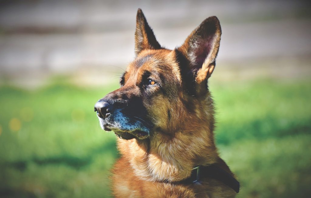 Φρίκη στα Μέγαρα – Κακοποίησαν σκύλο με μεταλλική ράβδο