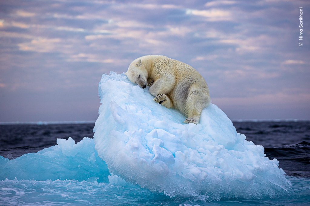 Πολική αρκούδα κοιμάται στην κορυφή παγόβουνου – Αυτή είναι η φωτογραφία της χρονιάς