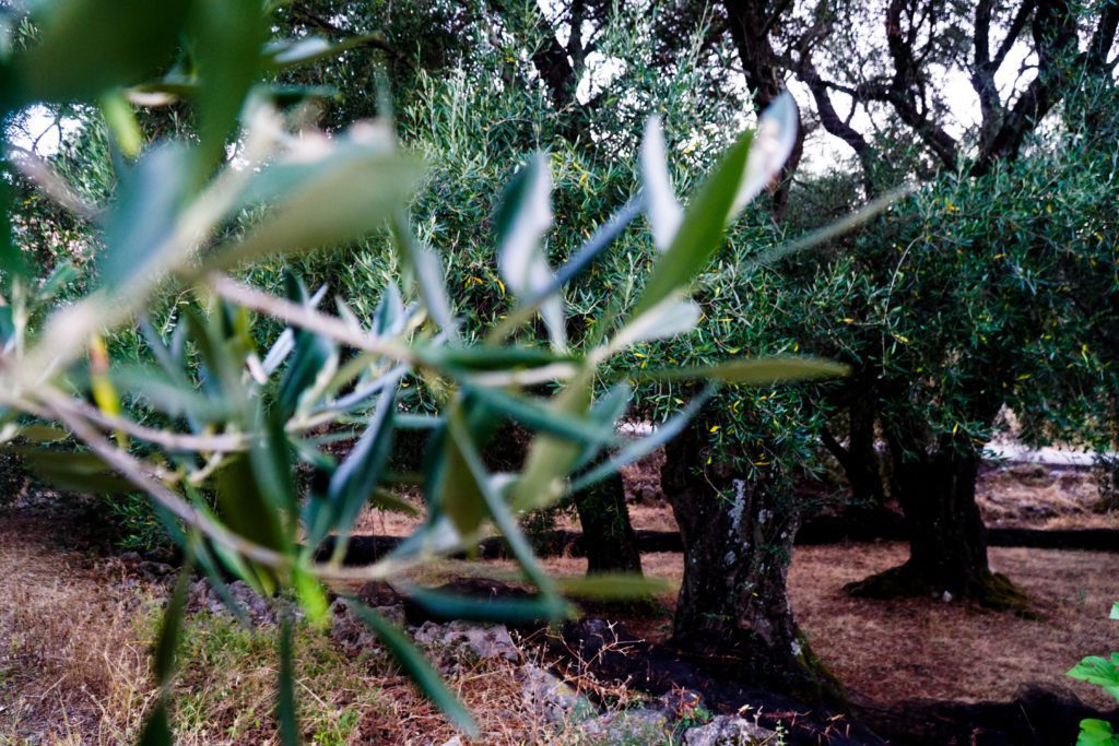 Έκλεψαν ελαιόλαδο αλλά άφησαν… επίτηδες ανοιχτή τη βάνα – Χύθηκαν 4 τόνοι λάδι, 100.000 ευρώ ζημιά (Video)