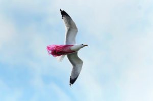 Θλιβερή εικόνα: Γλάρος πετάει στον ουρανό της Αττικής μπλεγμένος σε πλαστική σακούλα (Photos)
