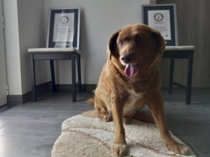 Ρεκόρ Γκίνες: Αμφισβητείται η ηλικία του Μπόμπι, του γηραιότερου σκύλου του κόσμου