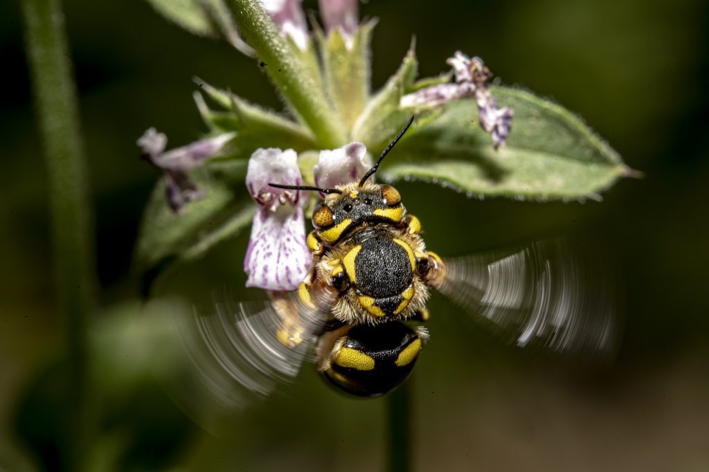 Κοκτέιλ φυτοφαρμάκων απειλεί τις μέλισσες – Αναπαράγονται λιγότερο και χάνουν βάρος
