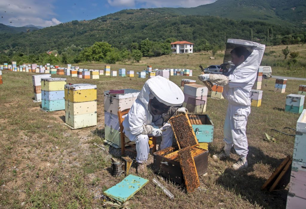 Εκπέμπουν «SOS» οι μελισσοκόμοι – Μειωμένη έως και 70% η φετινή παραγωγή μελιού (Video)
