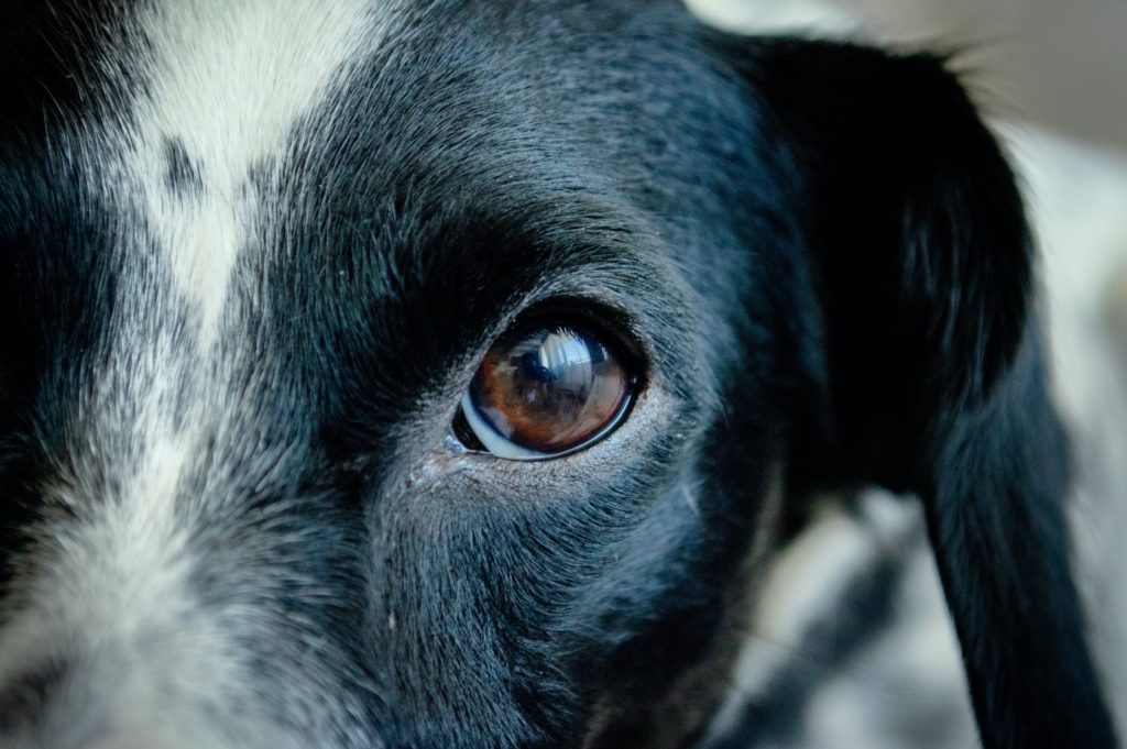Κτηνωδία στην Κατερίνη: Άγνωστος σκότωσε σκύλο με πάνω από 30 πυροβολισμούς