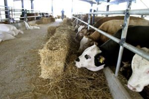 ΗΠΑ: Αποκάλυψη για το «λόμπι» της βιομηχανίας κρέατος &#8211; Πλήρωναν επιστήμονες για να εμποδίσουν πολιτικές για το κλίμα