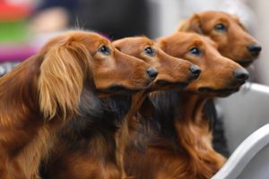 Γερμανία: Προς απαγόρευση τα αξιαγάπητα dachshund, γνωστά ως σκυλιά &#8211; «λουκάνικα»