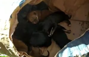 Απίστευτο περιστατικό στο Ηράκλειο: Πέταξαν δέκα νεογέννητα κουτάβια μέσα σε τσουβάλι (Video)