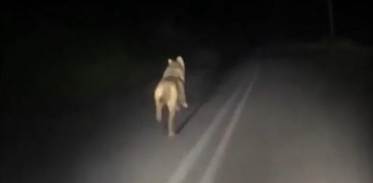 Εξοργιστικό βίντεο: Λύκος τρέχει πανικόβλητος να σωθεί από… νεαρούς που τον καταδιώκουν με αυτοκίνητο