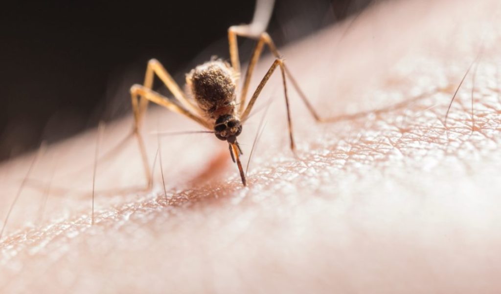 Σμήνη κουνουπιών απειλούν τη δημόσια υγεία – Εστίες τα στάσιμα νερά