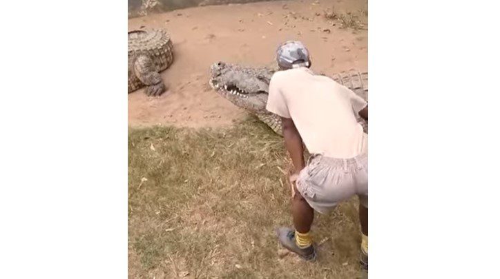 Πανικός σε ζωολογικό κήπο: Κροκόδειλος επιτέθηκε σε φύλακα – Ούρλιαζαν οι τουρίστες (Video)