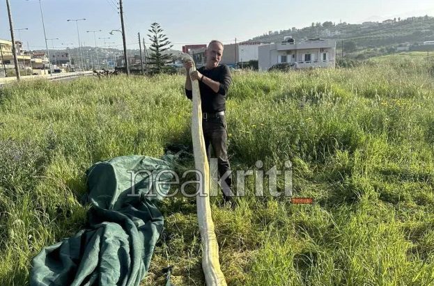 Ηράκλειο: Βρήκαν γιγάντιο πύθωνα σε χωράφι (Photos)