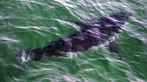 Αυστραλία: Λευκός καρχαρίας 4 μέτρων ξεβράστηκε σε παραλία (Video)