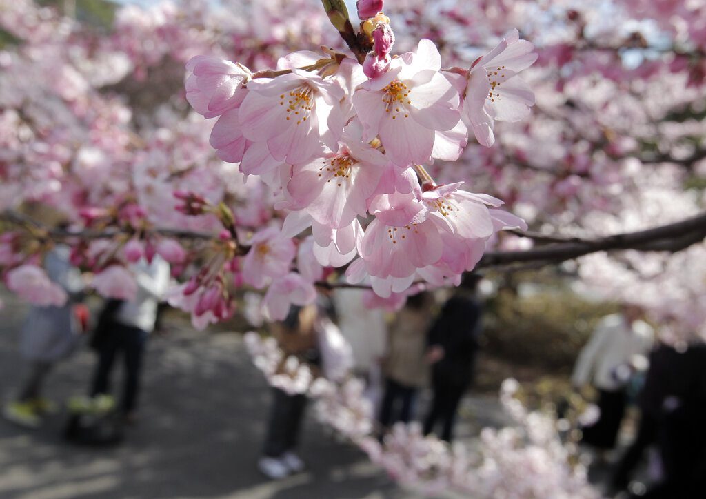 Άνθισαν οι κερασιές στην Ιαπωνία: Πλήθος κόσμου απολαμβάνει το… ροζ τοπίο στο Τόκιο (Photos)