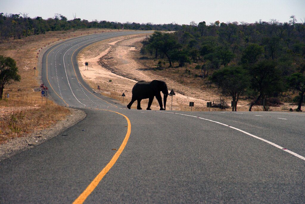 Μποτσουάνα: Ο πρόεδρος της χώρας απειλεί να στείλει… 20.000 ελέφαντες στη Γερμανία