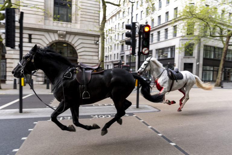 Βρετανία: Σε σοβαρή κατάσταση δύο από τα άλογα που προκάλεσαν πανικό στο Λονδίνο (Photos)