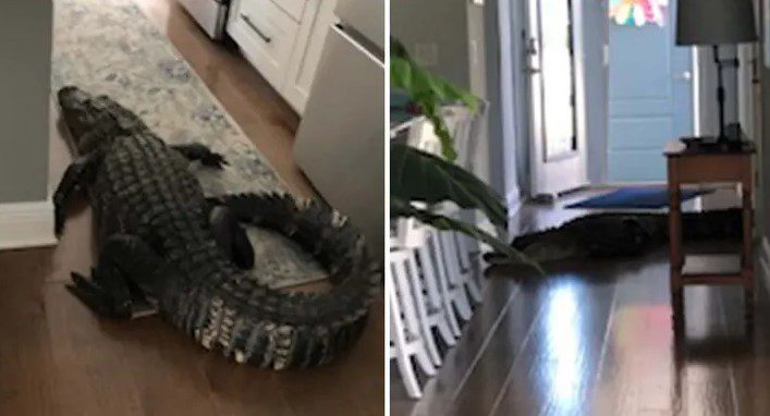 «Ένας αλιγάτορας στην κουζίνα μου!» – Γυναίκα ήρθε αντιμέτωπη με έναν απρόσμενο επισκέπτη… 2,5 μέτρων(Photos – Videos)