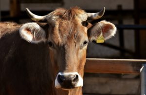 Ο ιός της γρίπης των πτηνών H5N1 εντοπίστηκε σε αγελαδινό γάλα