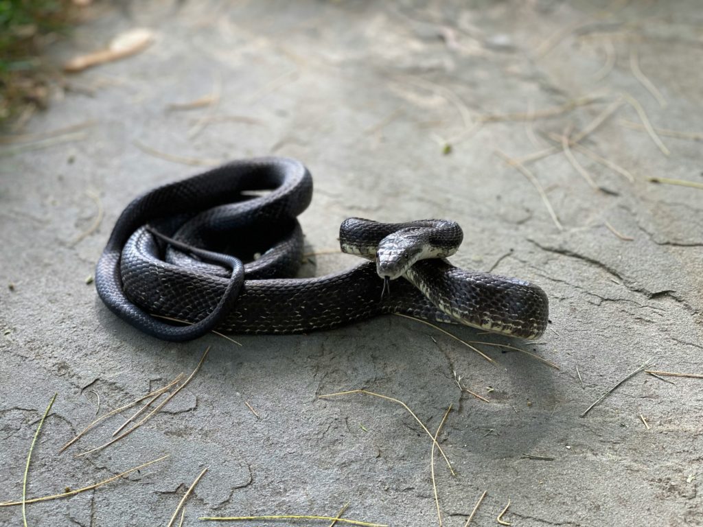 Δάγκωμα από φίδι: Tι να κάνετε και τι να μην κάνετε