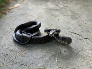 Δάγκωμα από φίδι: Tι να κάνετε και τι να μην κάνετε