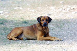 Θεσσαλονίκη: Δύο χρόνια φυλακή με αναστολή σε 55χρονο που πυροβόλησε αδέσποτο σκυλί με αεροβόλο
