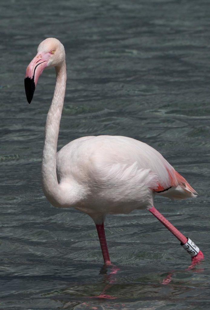 Flamingo 2