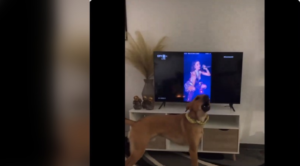 Eurovision 2024: Το viral βίντεο με σκύλο που κάνει&#8230; «φωνητικά» στη Μαρίνα Σάττι
